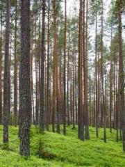 Transmigration: Feel