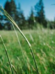 The Stand-in Wife Wa